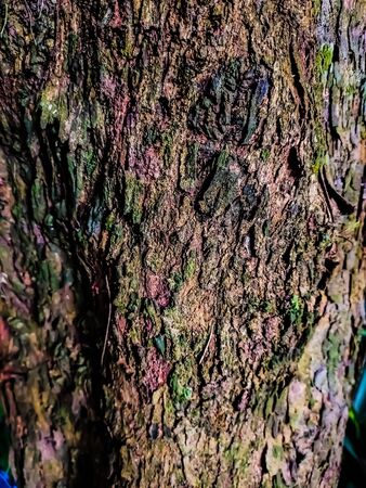 This is the rough color full Tamarix tree's bark.の写真素材