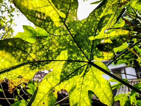 This is the lighted green papaya leaf in the morning.の写真素材