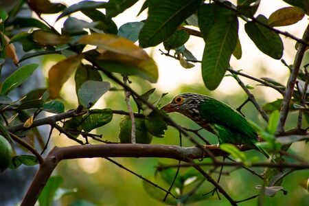 The lineated barbet is an Asian barbet native to the Terai, the Brahmaputra basin to Southeast Asia.の写真素材