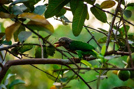 The lineated barbet is an Asian barbet native to the Terai, the Brahmaputra basin to Southeast Asia.の写真素材