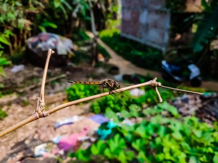 Potamarcha congener is a species of dragonfly in the family Libellulidae.の写真素材