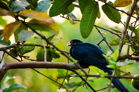 The Asian koel is a member of the cuckoo order of birds, the Cuculiformes.の写真素材