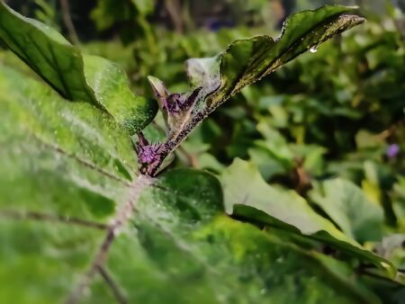 This is the growing Eggplant trees head macro shot in the morning.の写真素材