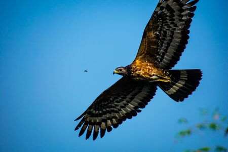 The crested honey buzzard is a bird of prey in the family Accipitridae, which also includes many other diurnal raptors such as kites, eagles, and harriers. This species is also known as the Oriental honey buzzard.の写真素材