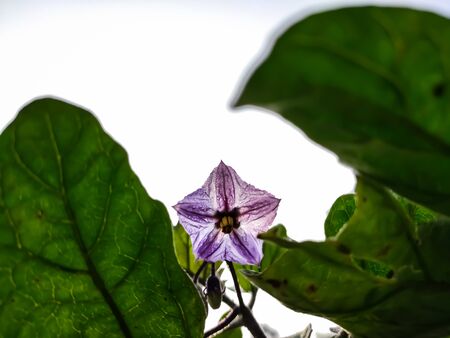 This is a small colourful eggplant flower low angle shot in the morning.の写真素材