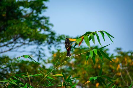 The red-vented bulbul is a member of the bulbul family of passerines.This photo has a great background blur and amazing selective focus.の写真素材