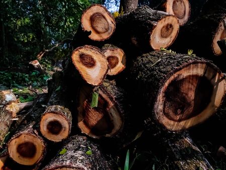 A large tree has been cut down and it's branches are trimmed.の写真素材