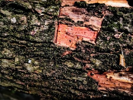 The bark of the red tree has been cut squarely in the summer.の写真素材