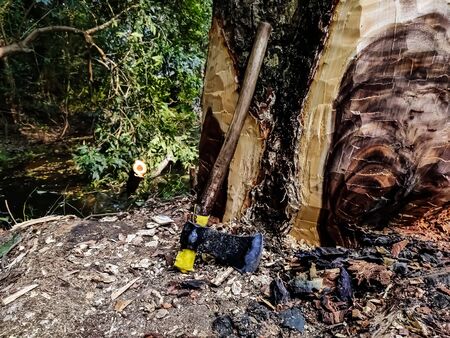 A large tree is being cut down by an ax.の写真素材