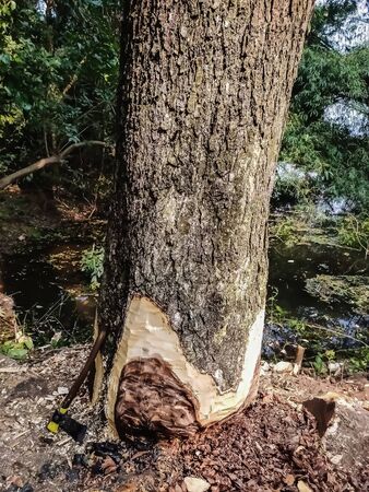 A large tree is being cut down in the morning.の写真素材
