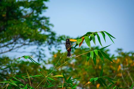 The red-vented bulbul is a member of the bulbul family of passerines.This photo has a great background blur and amazing selective focus.の写真素材