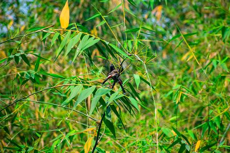 The red-vented bulbul is a member of the bulbul family of passerines.This photo has a great background blur and amazing selective focus.の写真素材
