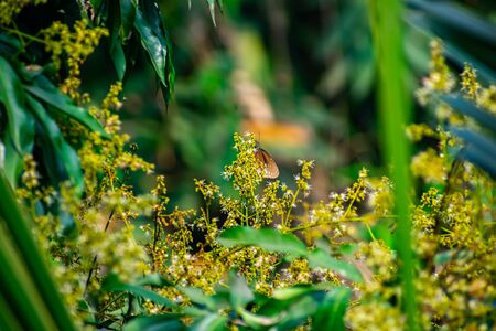 A small butterfly setting on the litchi flower in the morning. This photo has a great background blur and amazing selective focus.の写真素材