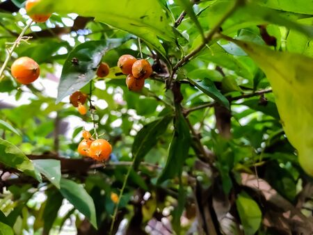 Duranta erecta is a species of flowering shrub in the verbena family Verbenaceae.の写真素材