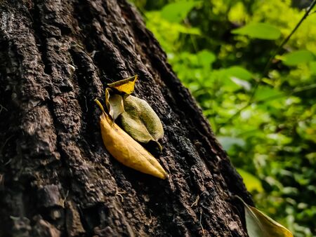 A few small dried yellow leaves are stuck in the groove of the tree.の写真素材