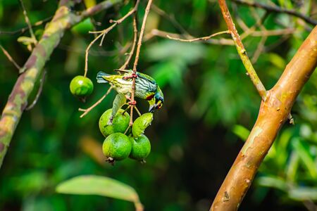 The coppersmith barbet, also called crimson-breasted barbet and coppersmith, is an Asian barbet with crimson forehead and throat,の写真素材