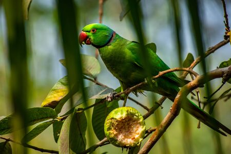 The rose-ringed parakeet, also known as the ring-necked parakeet, is a medium-sized parrot in the...