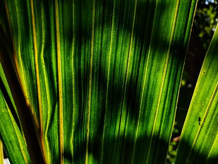 Morning fresh sunlight fall on a big green coconut leaf.の写真素材
