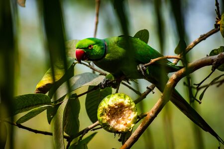 The rose-ringed parakeet, also known as the ring-necked parakeet, is a medium-sized parrot in the genus Psittacula, of the family Psittacidae.の写真素材