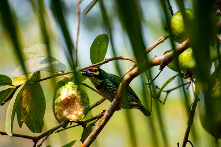 The coppersmith barbet, also called crimson-breasted barbet and coppersmith, is an Asian barbet with crimson forehead and throat,の写真素材