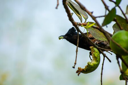 The red-vented bulbul is a member of the bulbul family of passerines.This photo has a great background blur and amazing selective focus.の写真素材