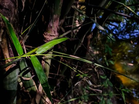 Morning sunlight fall on a small baby bamboo leaf, and this photo has amazing background blur and selective focus on the background.の写真素材