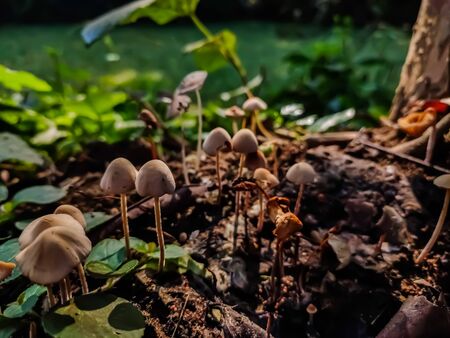 Panaeolus antillarum is a common and widely distributed small to medium-sized gray mushroom which grows on dung.の写真素材