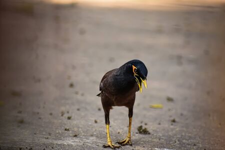 The common myna or Indian myna (Acridotheres tristis), sometimes spelled mynah, is a member of the family Sturnidae (starlings and mynas) native to Asia.の写真素材