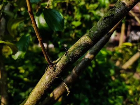 A small black ant set on a trees branch and morning sunlight fall on this ant.の写真素材