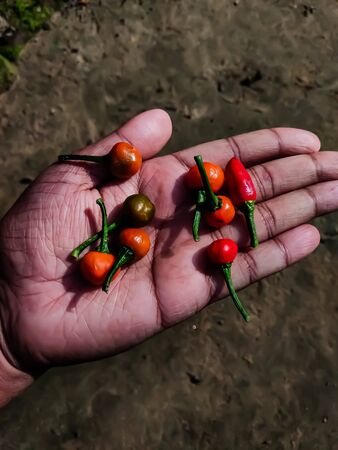 Some red indian chilli on my hand in the daytime and sunlight fall on it.の写真素材