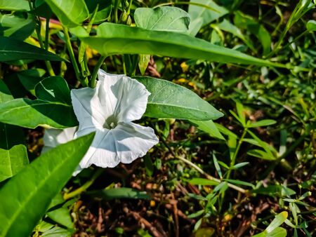 Calystegia sepium is a species of bindweed, with a subcosmopolitan distribution throughout the temperate Northern and Southern hemispheres.の写真素材