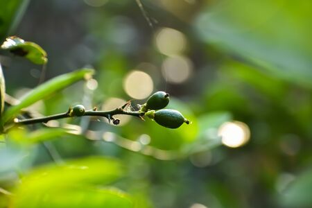 The lemon, is a species of small evergreen tree in the flowering plant family Rutaceae, native to South Asia, primarily North eastern India.の写真素材