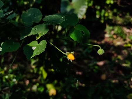 Abutilon indicum is a small shrub in the family Malvaceae, native to tropic and subtropical regions and sometimes cultivated as an ornamental.の写真素材