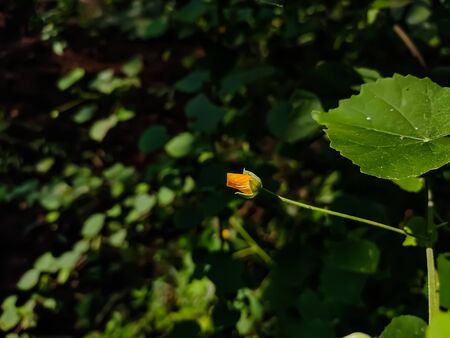 Abutilon indicum is a small shrub in the family Malvaceae, native to tropic and subtropical regions...