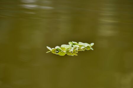Pistia is a genus of aquatic plant in the arum family, Araceae. The single species it comprises,...