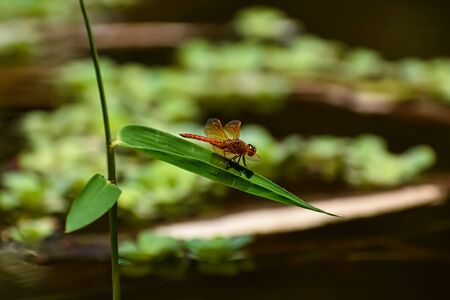 Brachythemis contaminata, ditch jewel, is a species of dragonfly in the family Libellulidae. It is found in many Asian countries.の写真素材