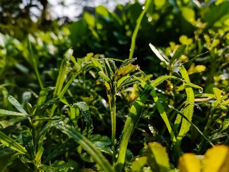 Fenugreek is an annual plant in the family Fabaceae, with leaves consisting of three small obovate...