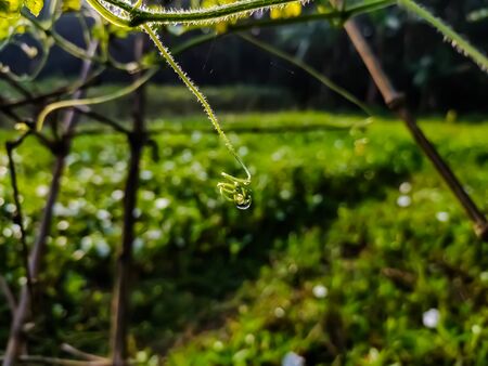 This is a tendril, a tendril is a specialized stem, leaves or petiole with a threadlike shape that is used by climbing plants for support.の写真素材