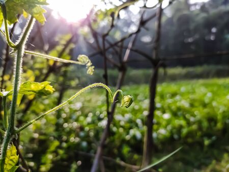 This is a tendril, a tendril is a specialized stem, leaves or petiole with a threadlike shape that is used by climbing plants for support.の写真素材
