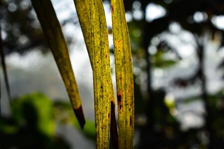 This is the old and yellow coconut leaf and sunlight lighted this leaf close-up shot.