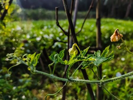 Momordica charantia is a tropical and subtropical vine of the family Cucurbitaceae, widely grown in Asia, Africa, and the Caribbean for its edible fruit.の写真素材