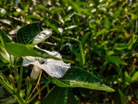 Calystegia sepium is a species of bindweed, with a subcosmopolitan distribution throughout the temperate Northern and Southern hemispheres.の写真素材