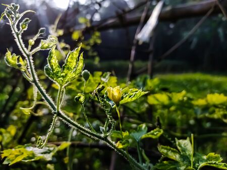 Momordica charantia is a tropical and subtropical vine of the family Cucurbitaceae, widely grown in Asia, Africa, and the Caribbean for its edible fruit.の写真素材