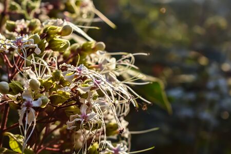 Clerodendrum infortunatum, known as bhat or hill glory bower, is a perennial shrub belonging to the family Lamiaceae, also sometimes classified under Verbenaceae.の写真素材