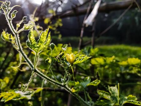 Momordica charantia is a tropical and subtropical vine of the family Cucurbitaceae, widely grown in Asia, Africa, and the Caribbean for its edible fruit.の写真素材