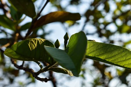 This is the guava flower buds close-up shot in the morning. And Guava is a common tropical fruit cultivated in many tropical and subtropical regions.の写真素材
