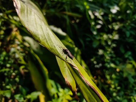 Alydidae, commonly known as broad-headed bugs, is a family of true bugs very similar to the closely related Coreidae.の写真素材