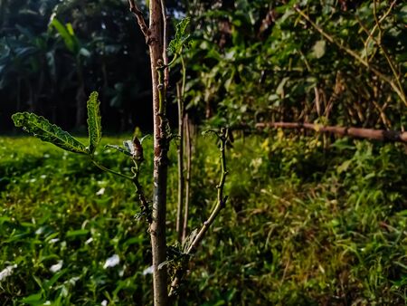 Okra, Abelmoschus esculentus, known in many English speaking countries as ladies' fingers or ochro, is a flowering plant in the mallow family.の写真素材