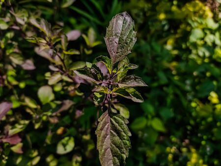 Ocimum tenuiflorum commonly known as holy basil or tulsi, is an aromatic perennial plant in the family Lamiaceae. It is native to the Indian subcontinent and widespread as a cultivated plant throughout the Southeast Asian tropics.の写真素材