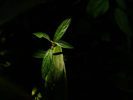 Andrographis paniculata, commonly known as creat or green chireta, is an annual herbaceous plant in the family Acanthaceae, native to India and Sri Lanka.の写真素材